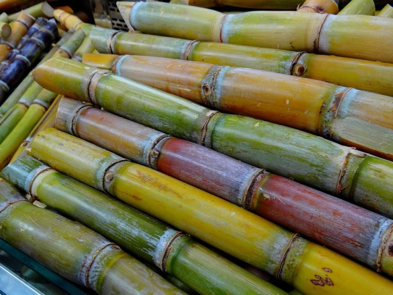 Is Sugarcane Bioplastic Biodegradable? | Sparkoncept | Biodegradable ...