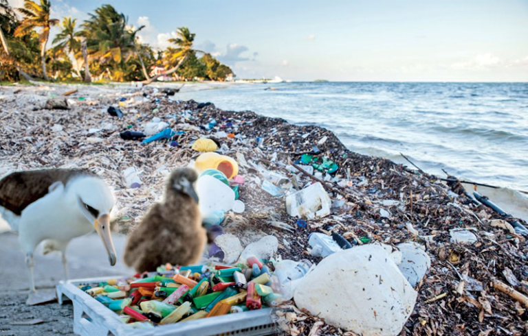 How Does Plastic Pollution Affect Marine Life And How - vrogue.co