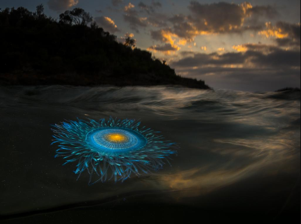 Does Plastic Kill Phytoplankton? Sparkoncept Biodegradable plastic