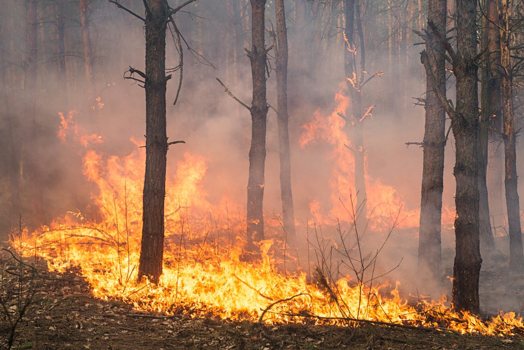 What percentage of global carbon dioxide emissions come from forest fires?