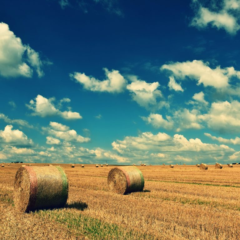 How does carbon emissions affect crop yields? Sparkoncept