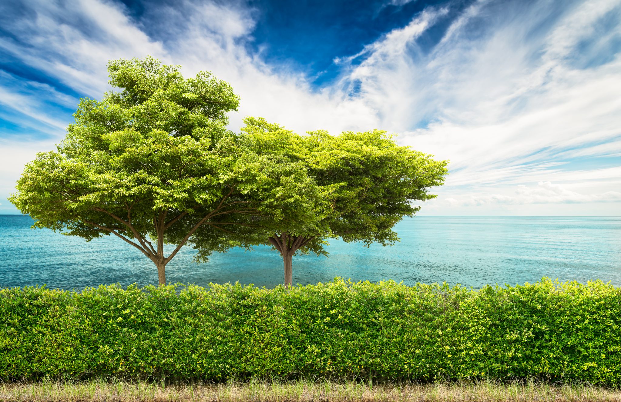 How Many Trees Does It Take To Make Up For One Car s Carbon Emissions Sparkoncept 