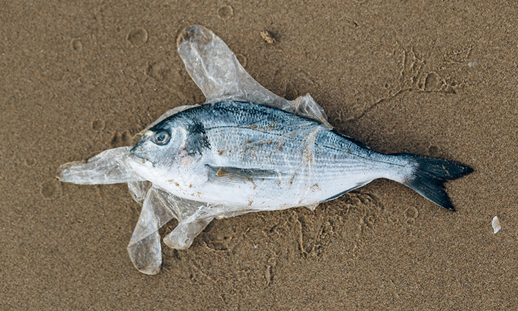 The Plastic Ocean surrounds us | Sparkoncept | Biodegradable plastic  products