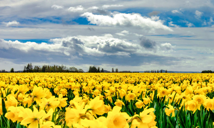 High Altitude Daffodils: Nature's Answer to Reducing Cow Methane Emissions