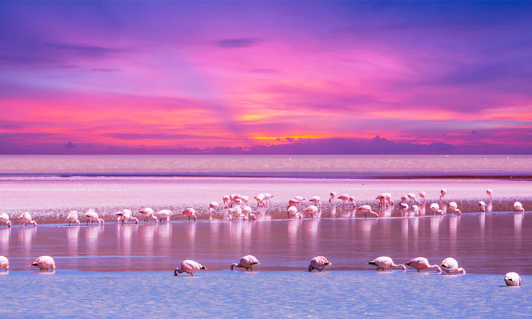 Flamingos and Hurricane Idalia: A Tale of Nature's Resilience and Adaptability